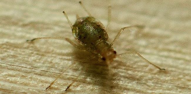 plant louse