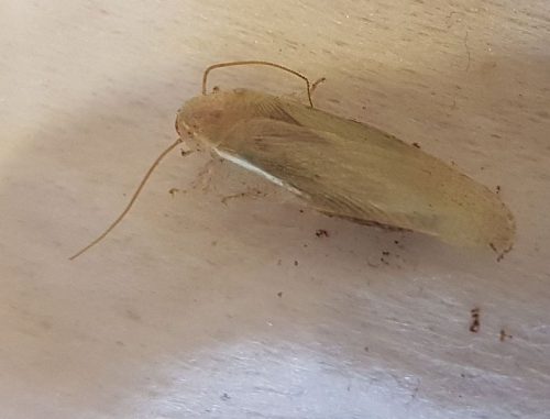 Cockroach