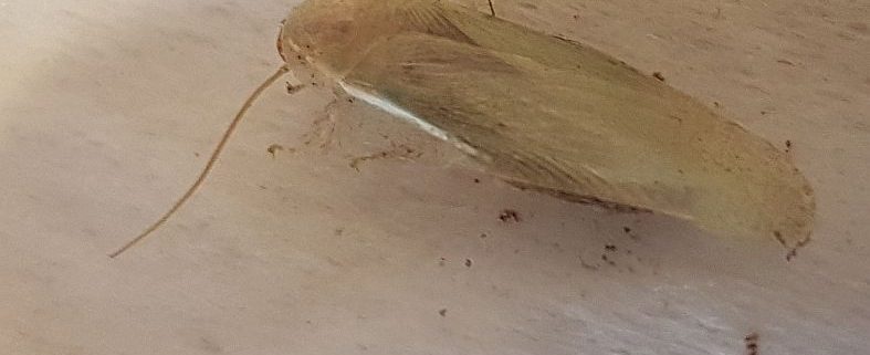 Cockroach