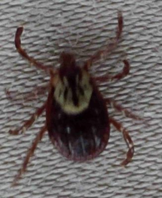 Dog tick