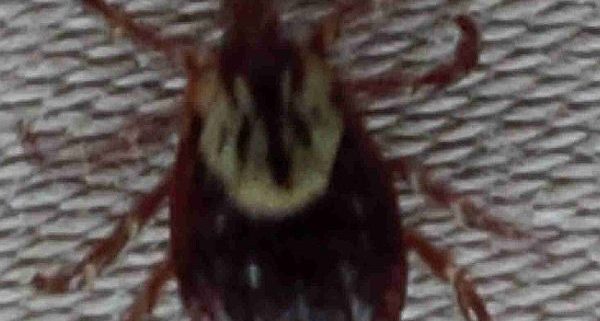 Dog tick