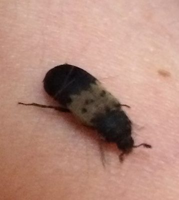 larder beetle
