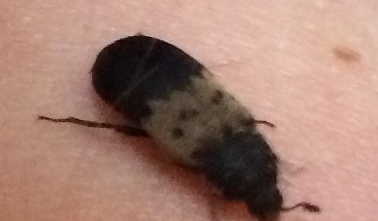 larder beetle