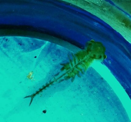fairy shrimp crustacean