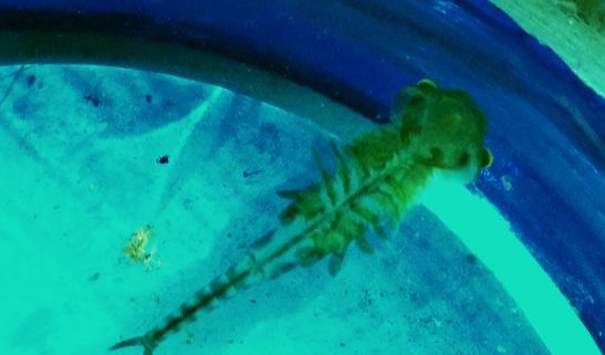 fairy shrimp crustacean