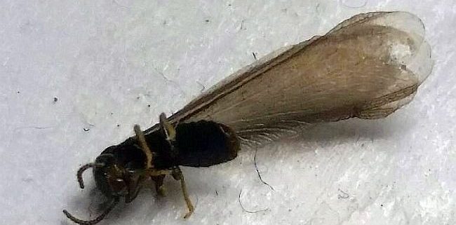 reproductive caste termite