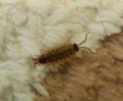 terrestrial crustacean (sow bug)