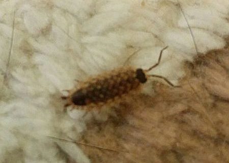 terrestrial crustacean (sow bug)