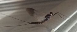 Mayfly