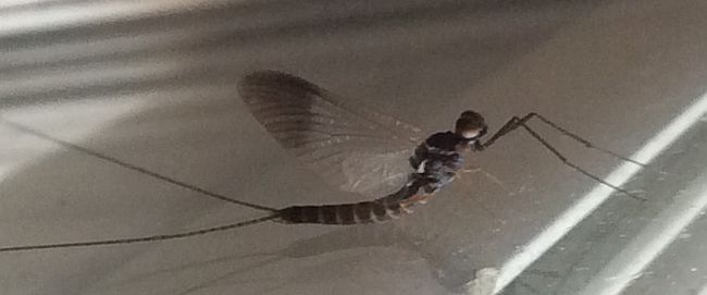 Mayfly