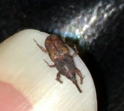 Grain weevil