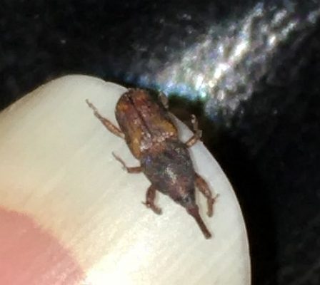Grain weevil