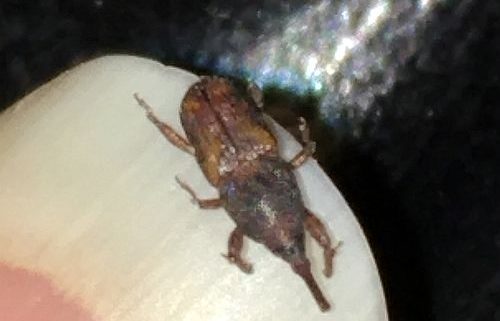 Grain weevil