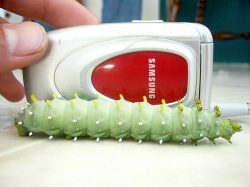 cecropia moth caterpillar