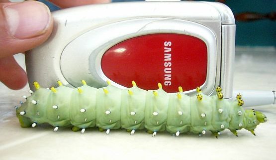 cecropia moth caterpillar