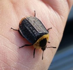 American carrion beetle