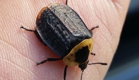 American carrion beetle