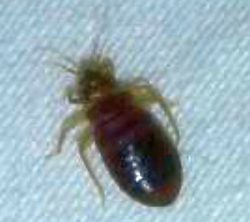 Bed Bug