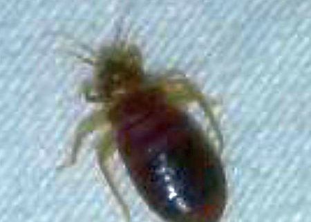 Bed Bug