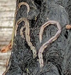 might be larvae of biting midges