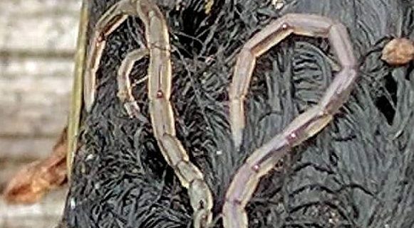 might be larvae of biting midges