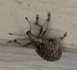 short-snouted/broad-nosed weevil