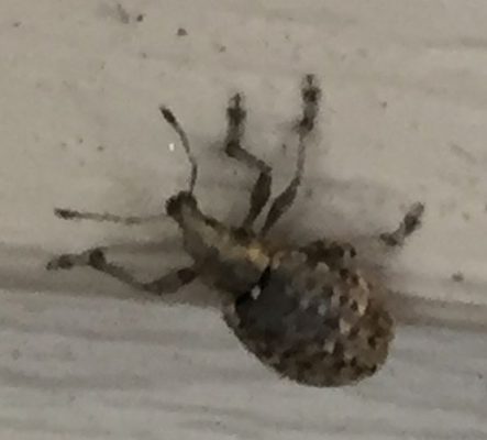 short-snouted/broad-nosed weevil
