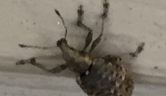 short-snouted/broad-nosed weevil