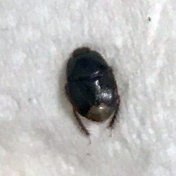 burrowing bug