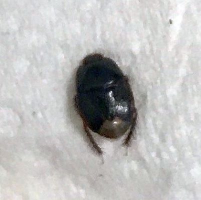 burrowing bug
