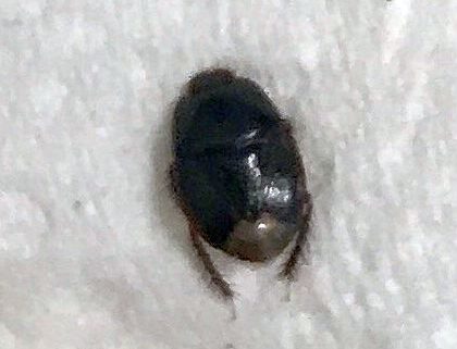burrowing bug