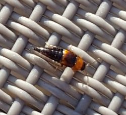 rove beetle