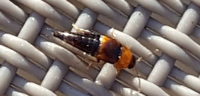 rove beetle