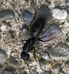 Future queen carpenter ant