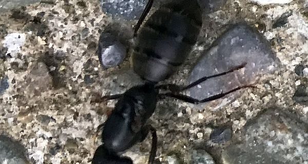 Future queen carpenter ant