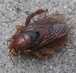 bumble bee or a carpenter bee