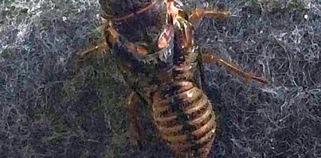 nymph of a cicada
