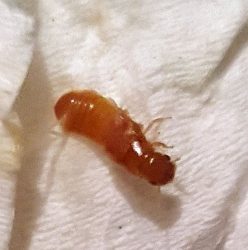 reproductive caste termite