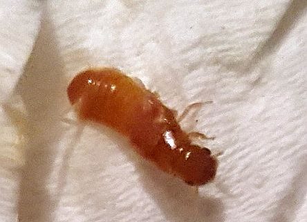 reproductive caste termite
