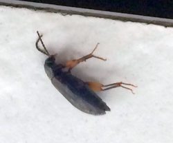 ground beetle