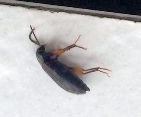 ground beetle
