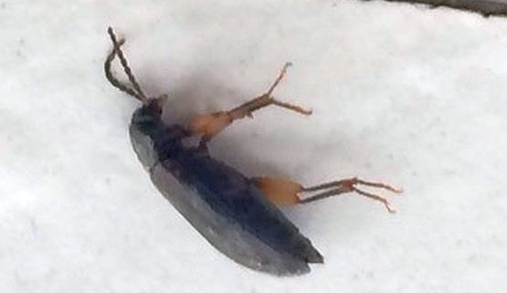 ground beetle