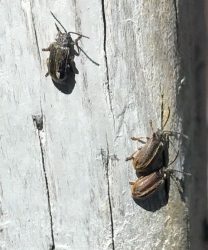 leaf beetles
