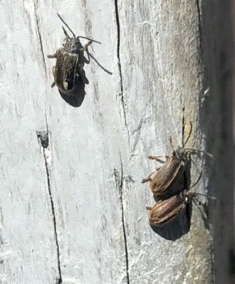 leaf beetles