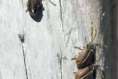 leaf beetles