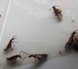 rove beetles