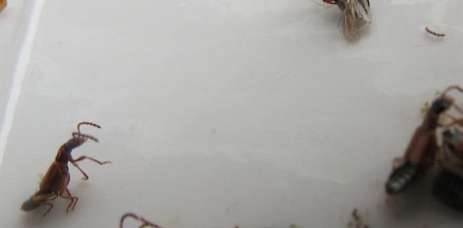 rove beetles