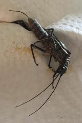 stonefly
