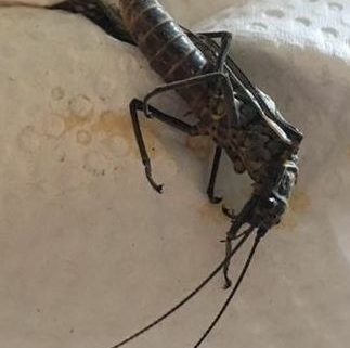 stonefly