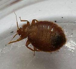bed bug